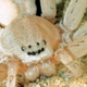 Illustration for article titled These 4 New Spider Species Just Want to Be Your Friends